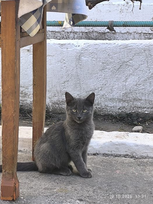 Отдам котят в добрые руки