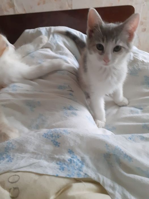 Котята в хорошие руки