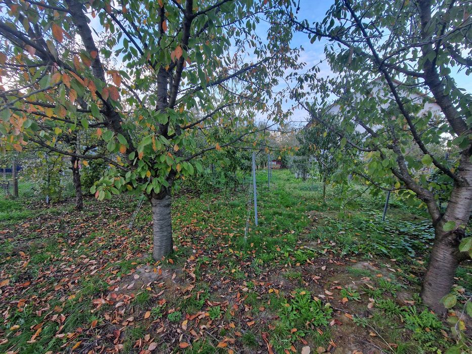 Vând teren intravilan (loc de casă)