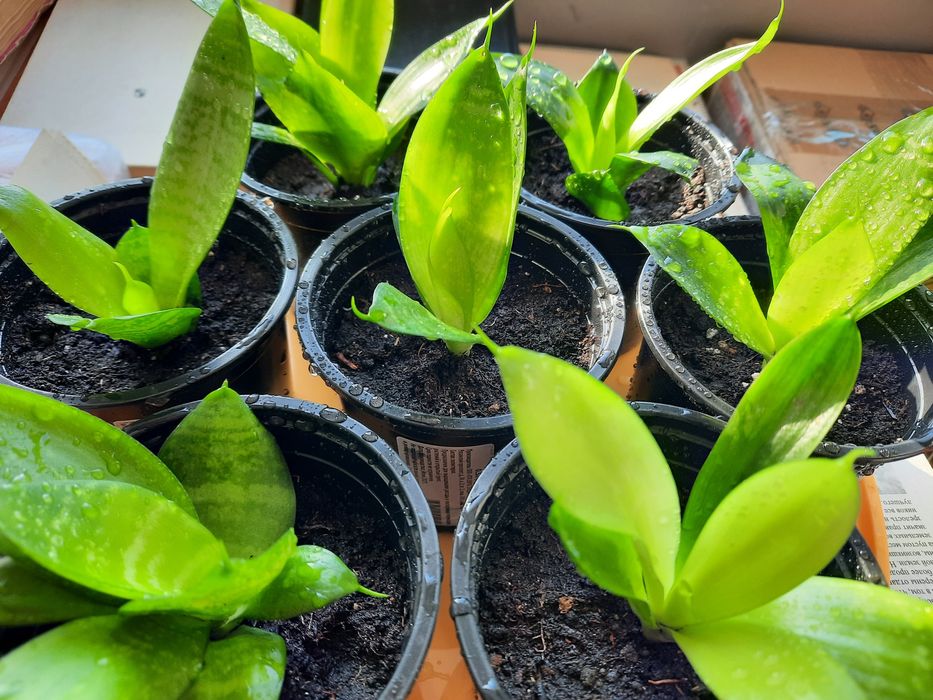 Сансевиерия ханни