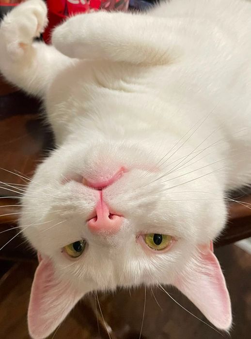 Белый котик Платоша ищет семью.