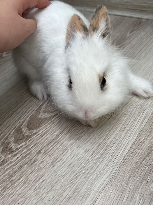 продам кролика декоративного