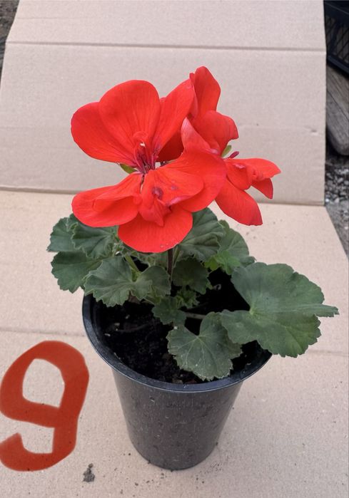 Пеларгониум мушкато Pelargonium – разцъфнало, здраво вкоренено растение ярки цветове (червено, розово, бяло) цветя за балкон, тераса, саксии и градина