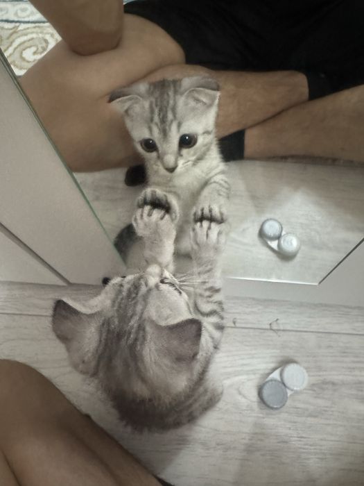Котята 4,5 месяцов