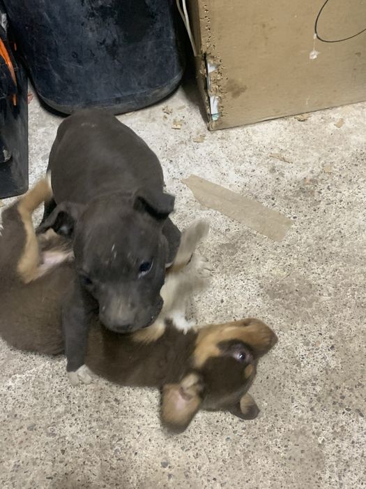 Продам щенка питбуль