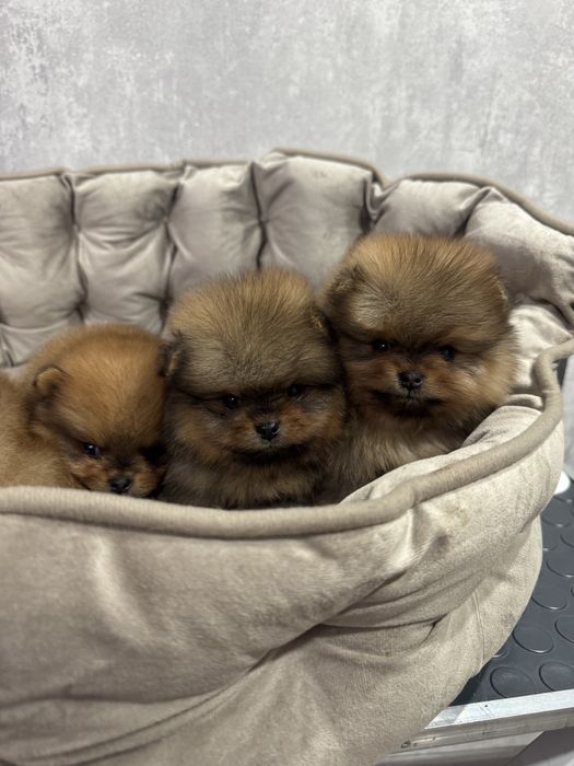 Щенки шпица для резерва