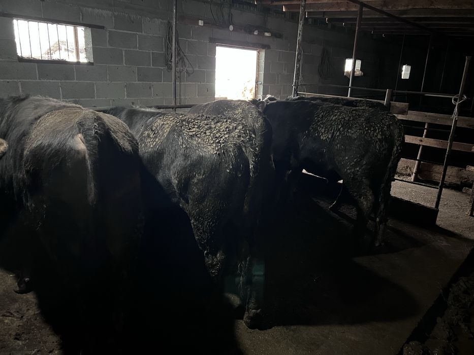 Бұқалар сатылады 10 ай мен 1 жас арасы  7 бас