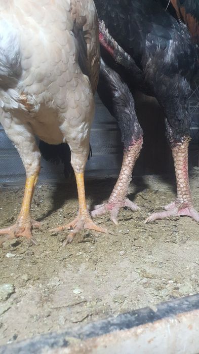 Продается  Бойцовский петух