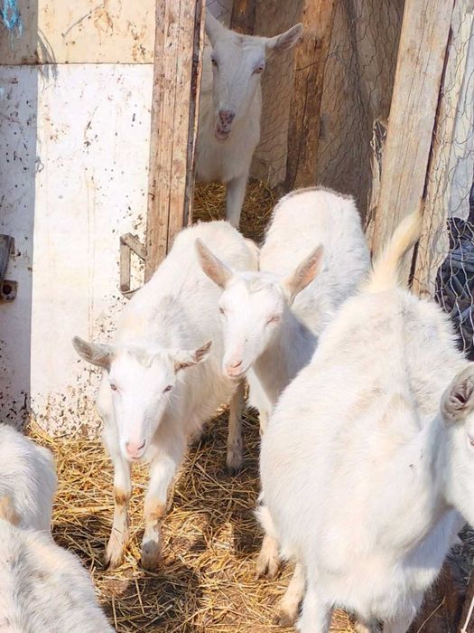 Vând ieduțe Saanen