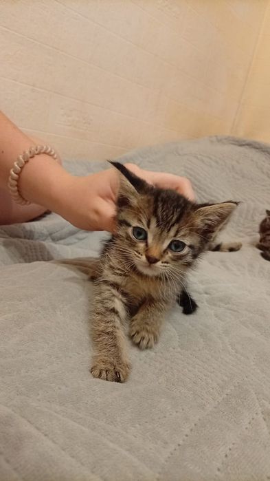 Отдам котят в добрые руки