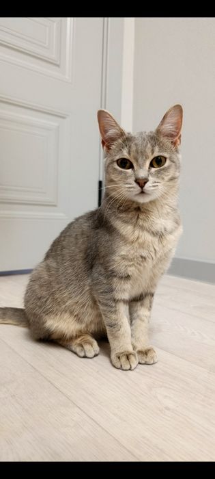 Котята (мальчики)