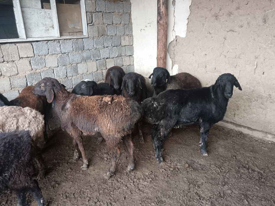 Қошқарлар бордахы.