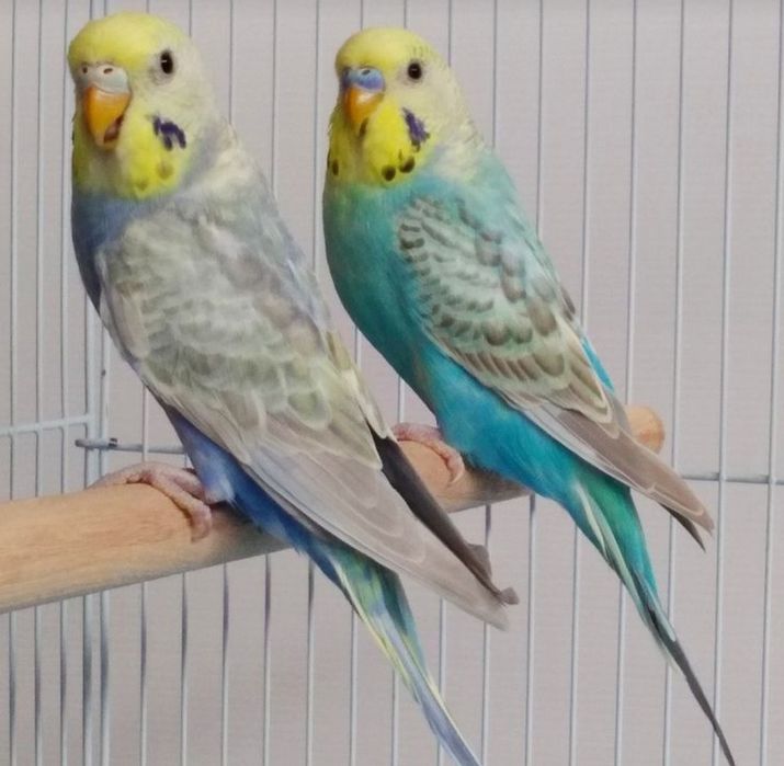 Волнистые попугаи птенцы