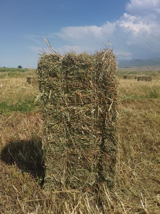 Жоңышқа бирыншы шабын