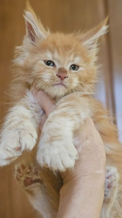 Котята Мейн-кун в Рассрочку!