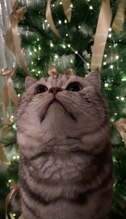 !Кот скоттиш-страйт ВЯЗКА!