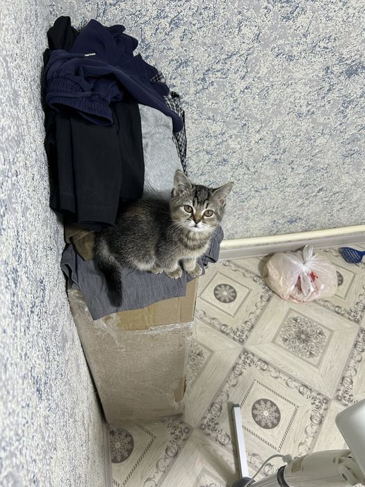 Котята шотлнаской породы