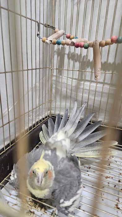 Продам попугай карелл с клеткой