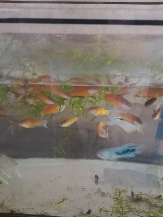 Рыбки гурами и макропоты