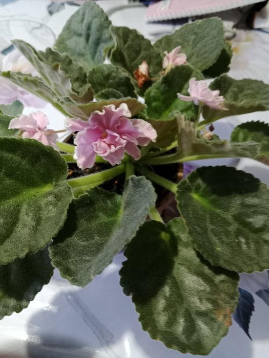 Продам фиалки цветущие
