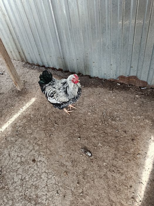 Петух Виандот Серебро...