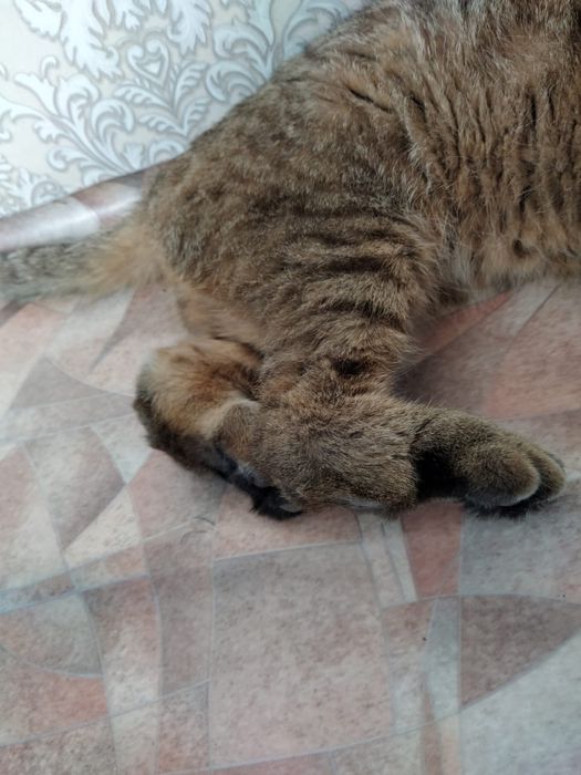 Отдам в хорошие руки кошечку