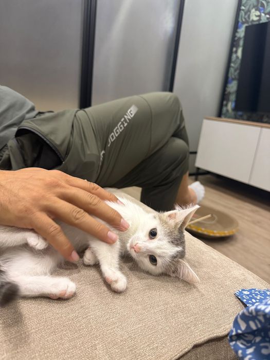 Брутальный котенок мальчик в добрые руки