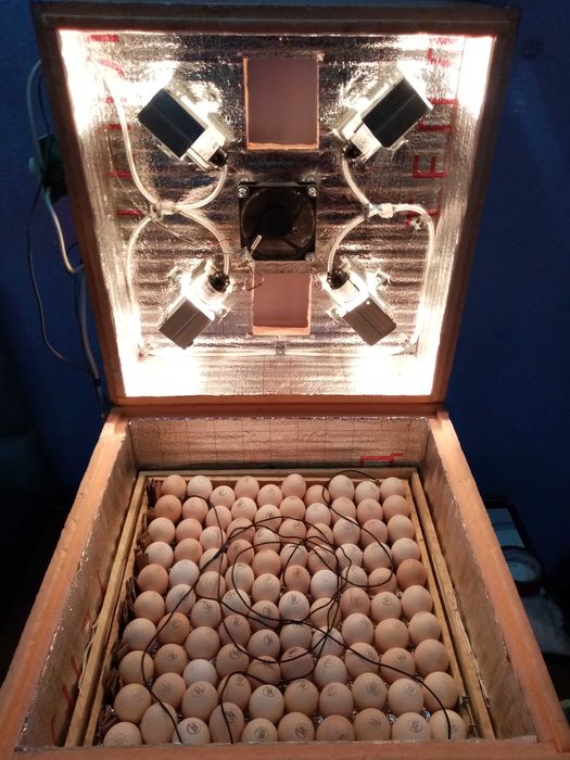 Инкубационное яйцо бройлера.