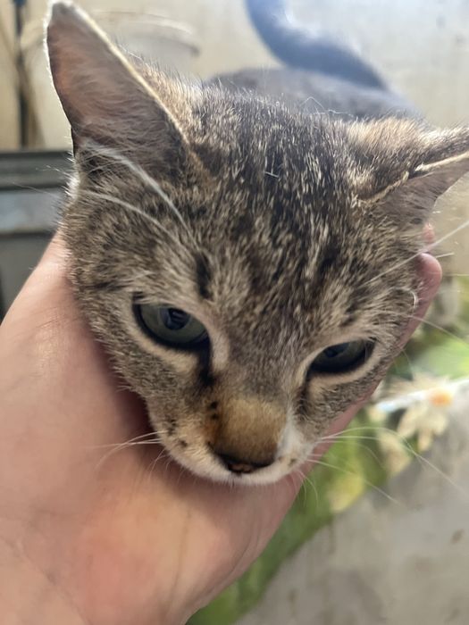 Отдается в добрые руки кошечка