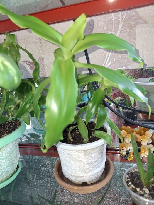 Комнатные растения и цветы