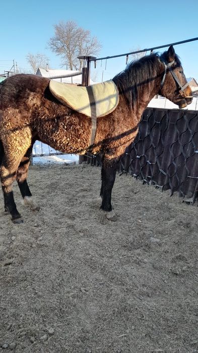 Верховые лошади 1.9 года