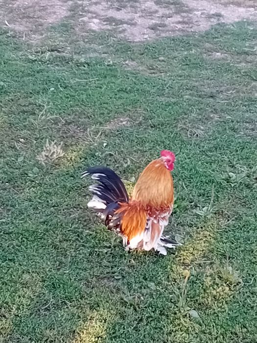 Cocos liliputi de vanzare