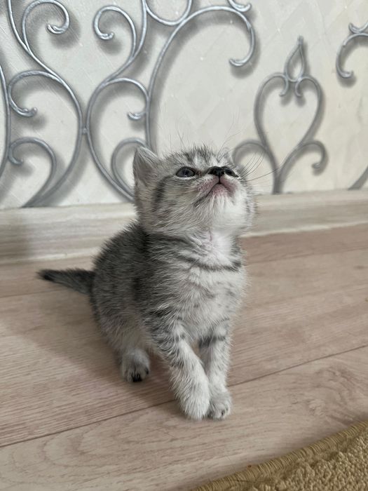 Котенке мысыктар
