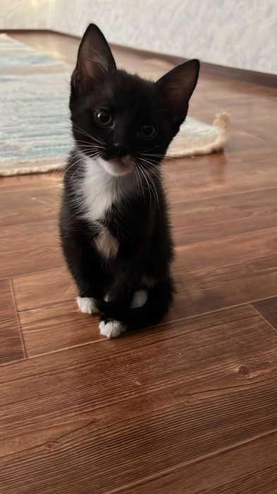 Отдам котят в хорошие руки