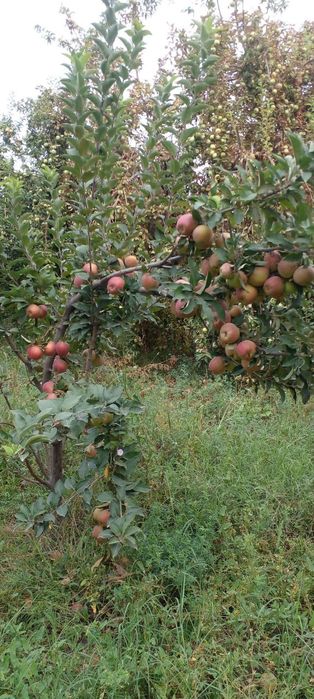 Olmalar sotiladi koʻp miqdorda