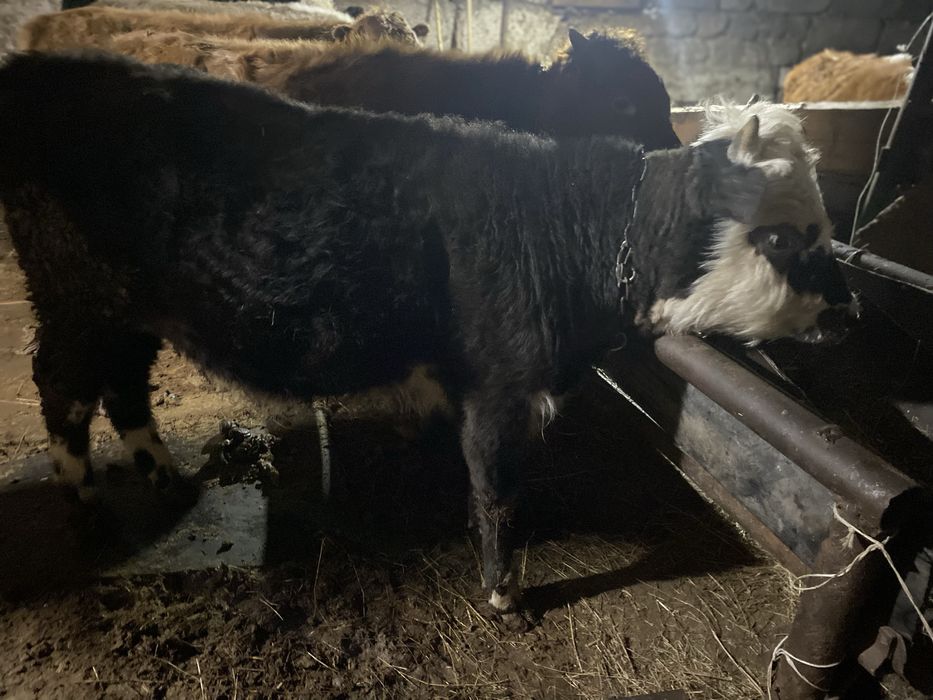 Продам бычки годововалный