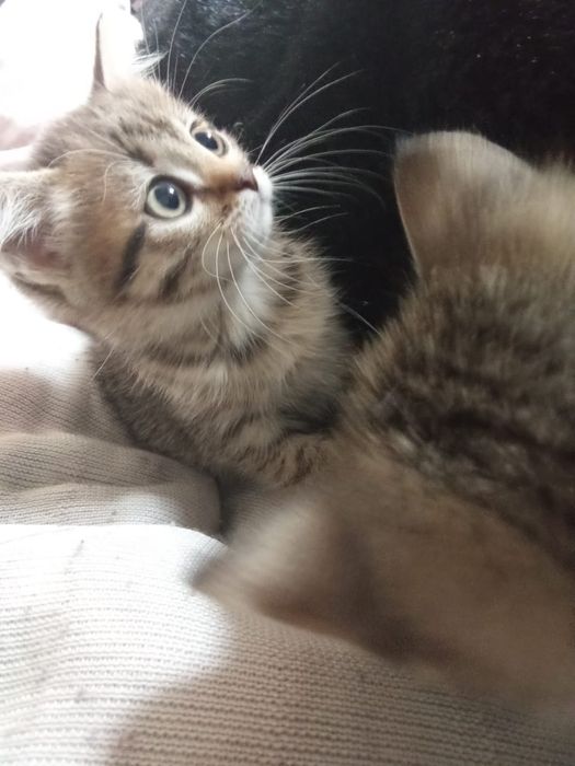 Отдаю котят бесплатно