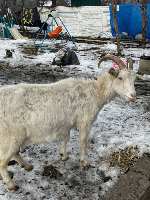 Срочно!!! Дойная зааненская коза