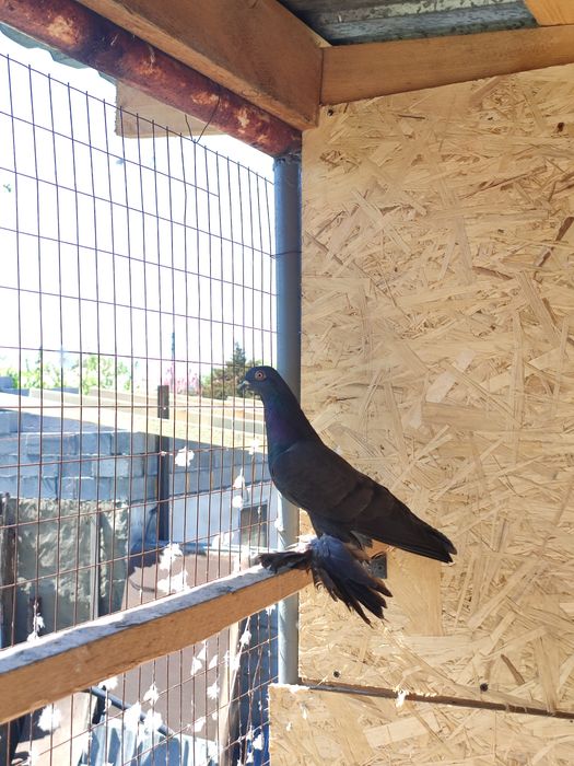 Жуки на продажу голуби