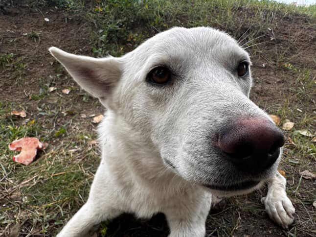 Снуп в поисках дома