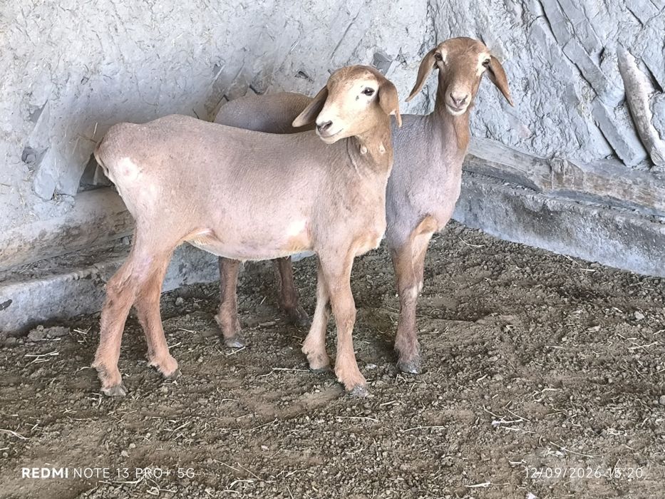 Arashan barral sotiladi
