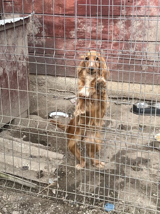 Cocker spaniel femela