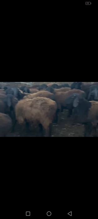 Qochqorlar bor naxtga