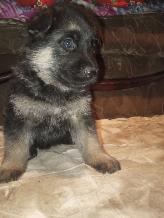 Щенки немецкой овчарки