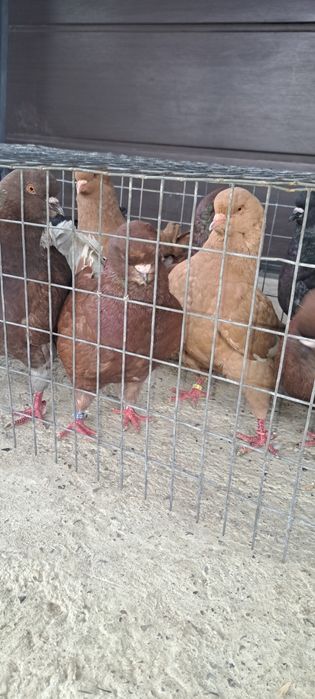 Disponibili kingi