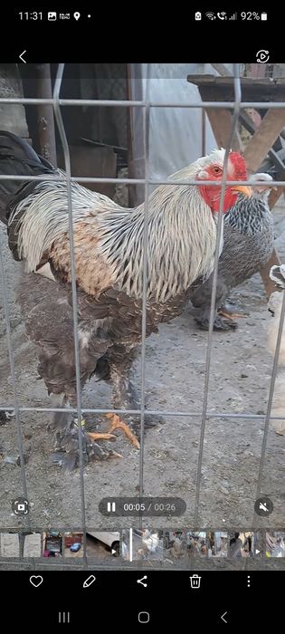 Ouă incubat rasele Australorp, Brahma, Isa Brown