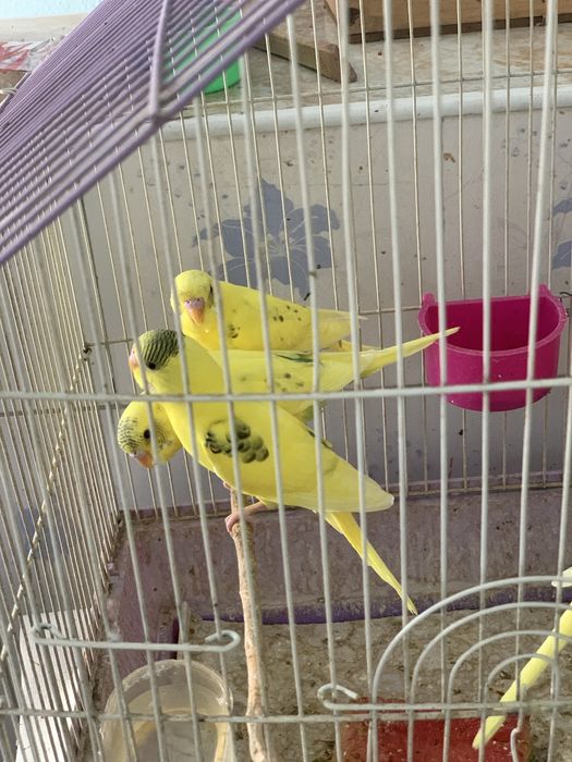 harhil rangdagi valnis totilar