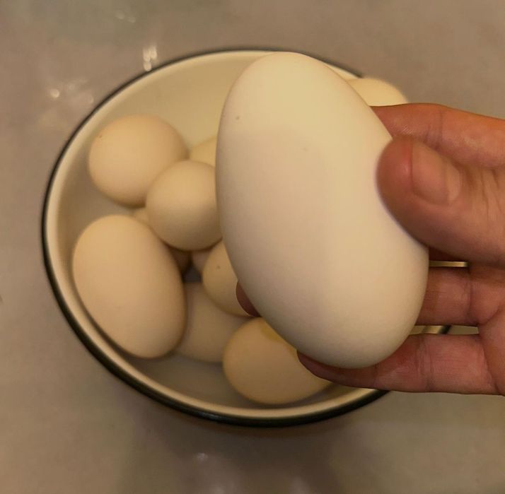 домашние гусинные яйца