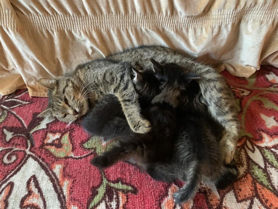 Котята, 2 месяца, отдадим даром