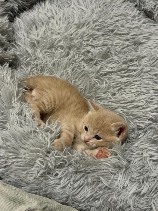 Продам котят скоттиш страйт